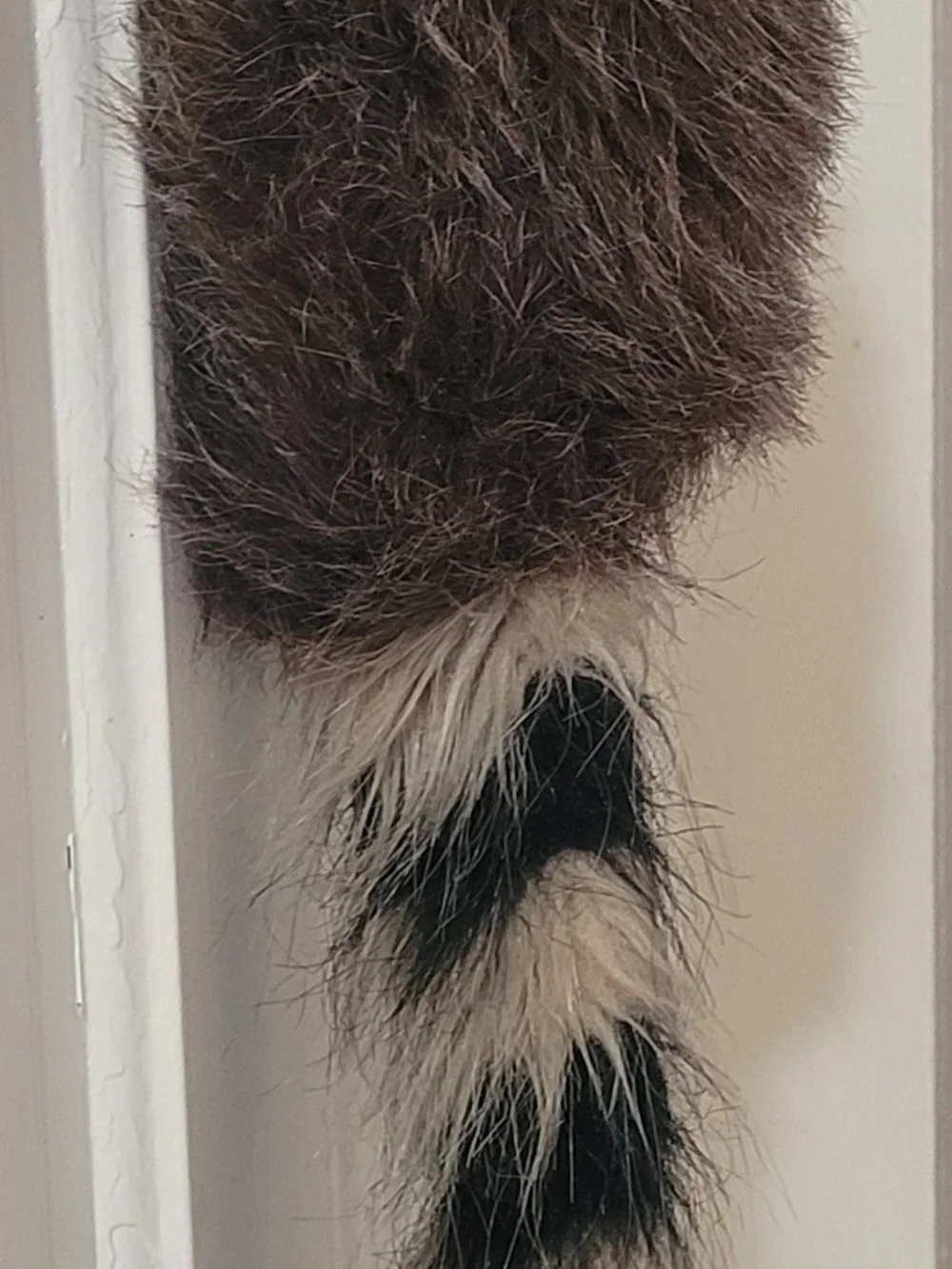 Davy Crockett Raccoon Hat Faux Fur Coonskin Cap Plush Costume New-Ray Toys